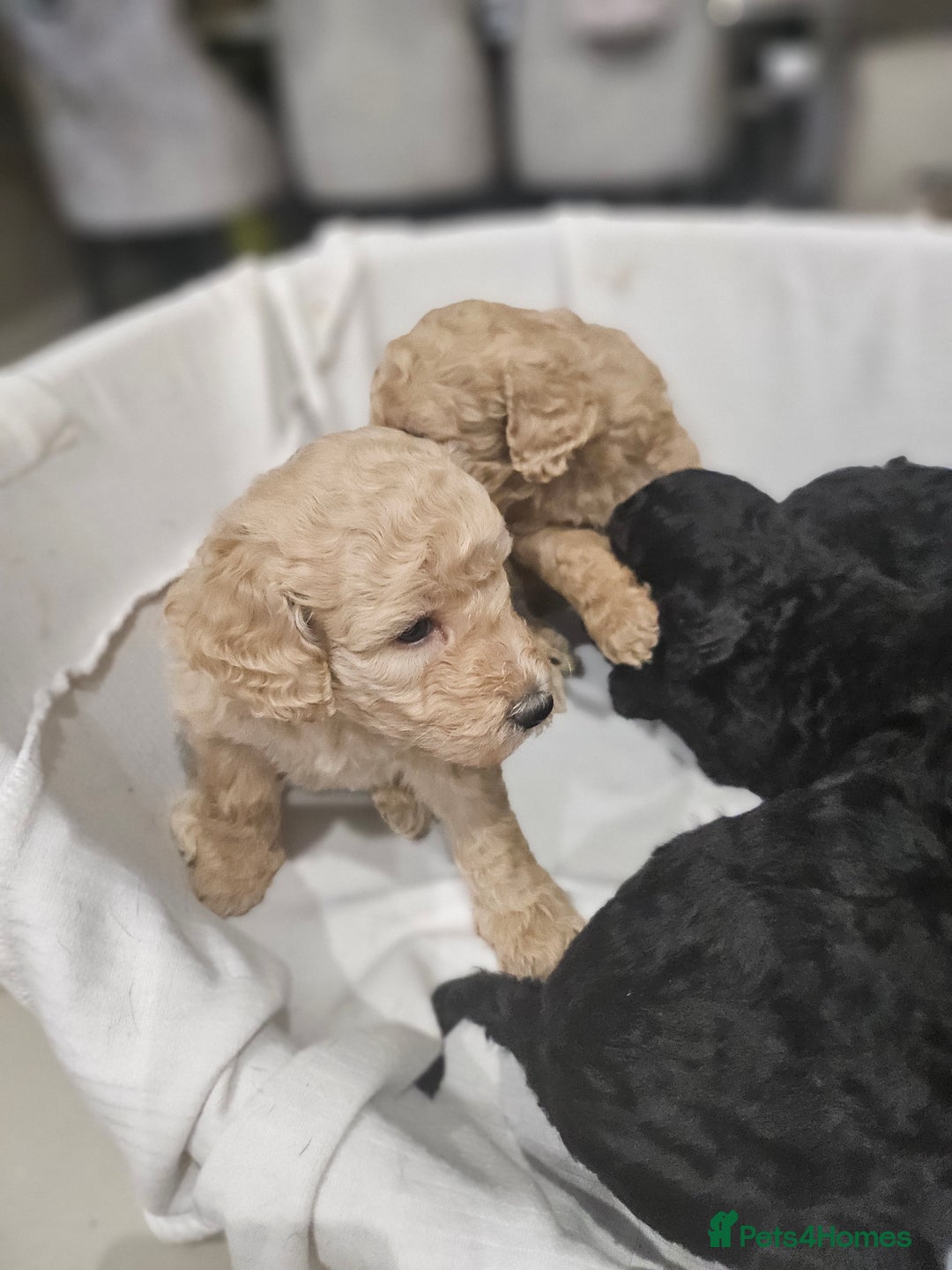 Standard Poodle dogs for sale: Stunning 5* Standard chunky poodle puppies 🐶  - Image 15