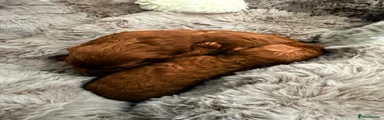 Cavapoo 4