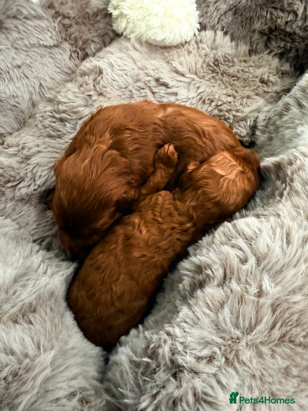 Cavapoo dogs for sale: F1B.Full DNA tested & health checked clear parents - Advert 16