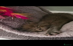 Maine Coon cats for sale: Adorable maincoon kittens 😸 looking for new home  - Image 6