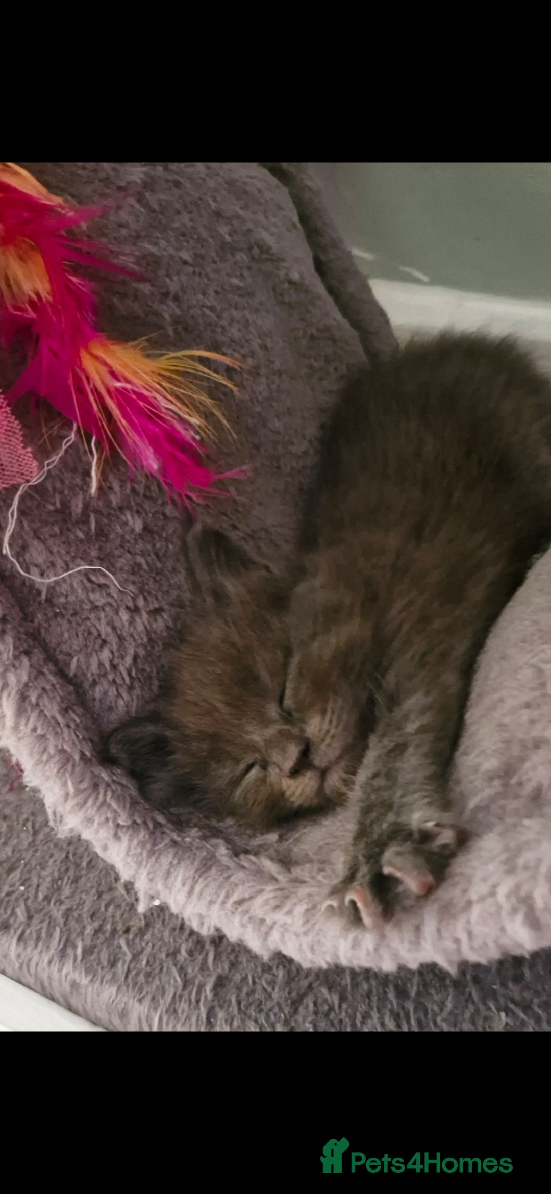Maine Coon cats for sale: Adorable maincoon kittens 😸 looking for new home  - Image 6