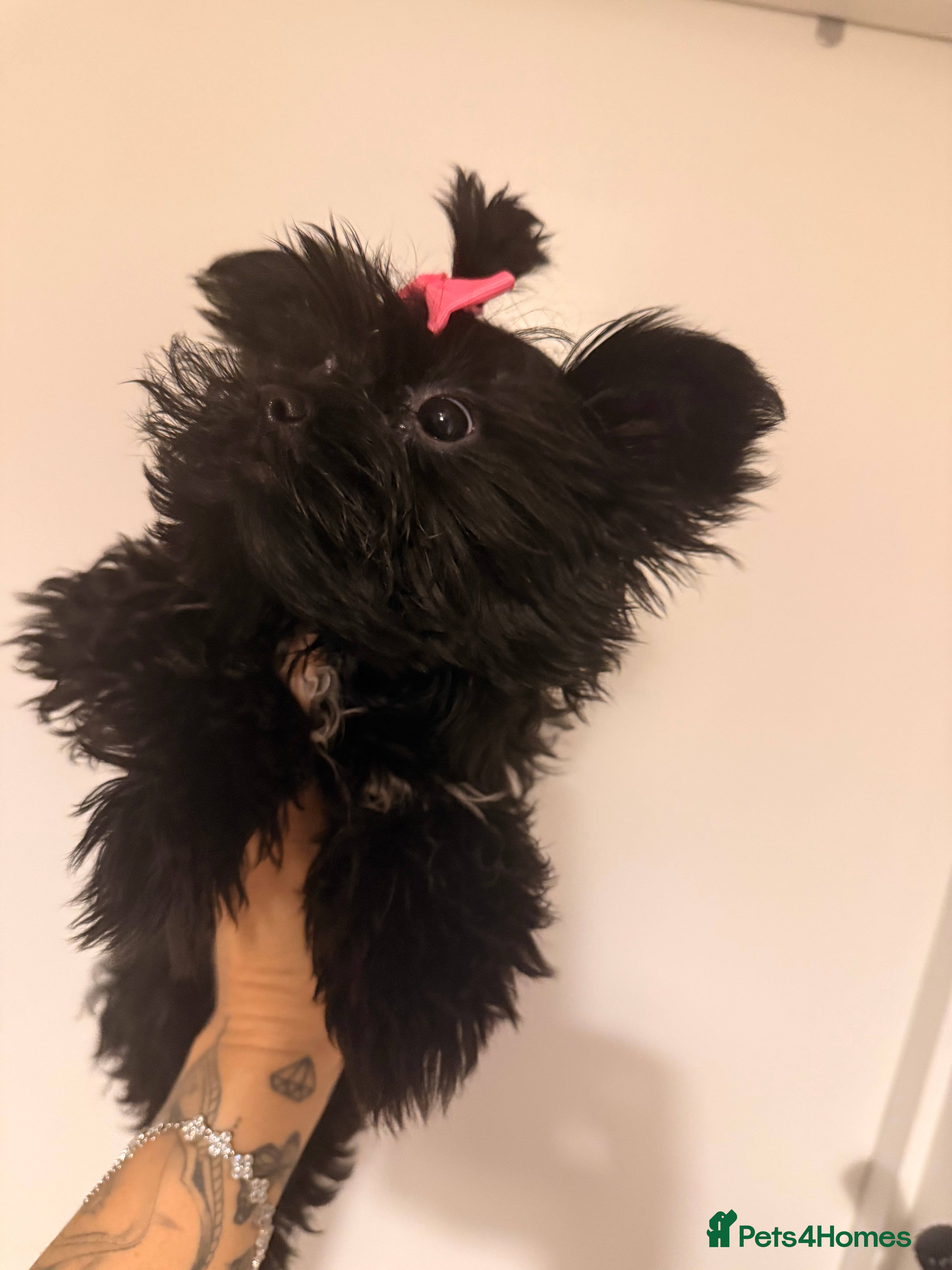 Yorkshire Terrier dogs 🖤Beautiful girl  ready to leave 🖤 - Advert 3