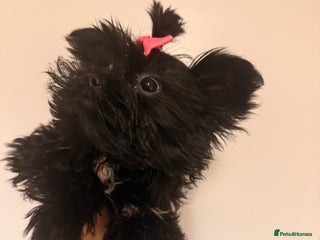 Yorkshire Terrier dogs 🖤Beautiful girl ready to leave 🖤 - Advert 3