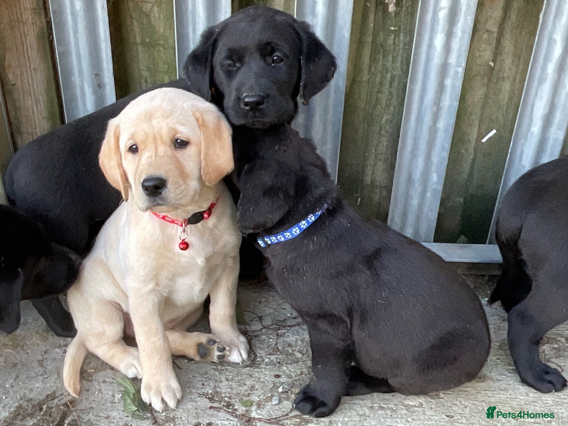 Labrador Retriever dogs for sale: Labrador puppies  - Advert 2