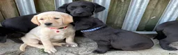 Labrador Retriever dogs for sale: Labrador puppies  - Advert 2