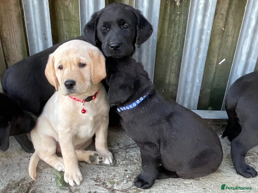 Labrador Retriever dogs for sale: Labrador puppies  - Advert 2