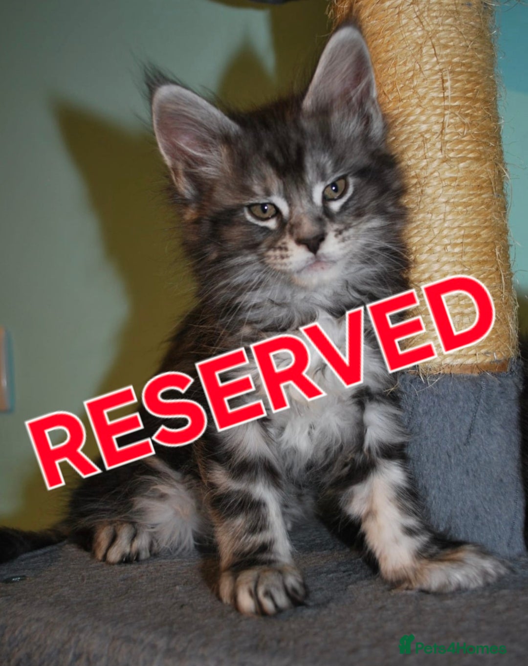 Maine Coon cats for sale: XXL Maine Coon kittens - Image 13