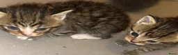 Mixed Breed cats for sale: 5 kittens  - Advert 6