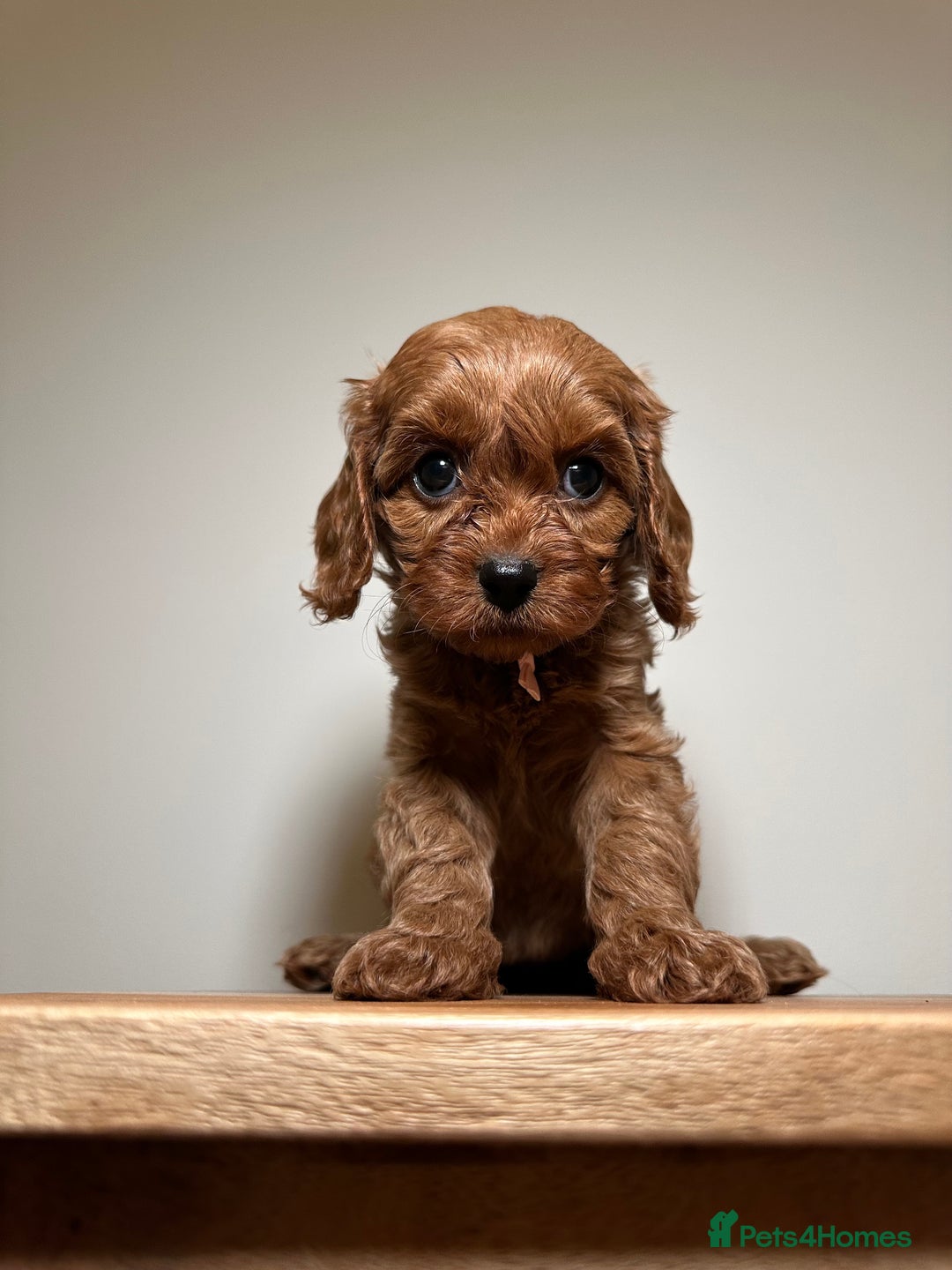 Cavapoo dogs for sale: F1 Cavapoo puppies.  - Image 9