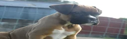 Boxer dogs for sale: Beautiful boxer puppies  - Advert 8
