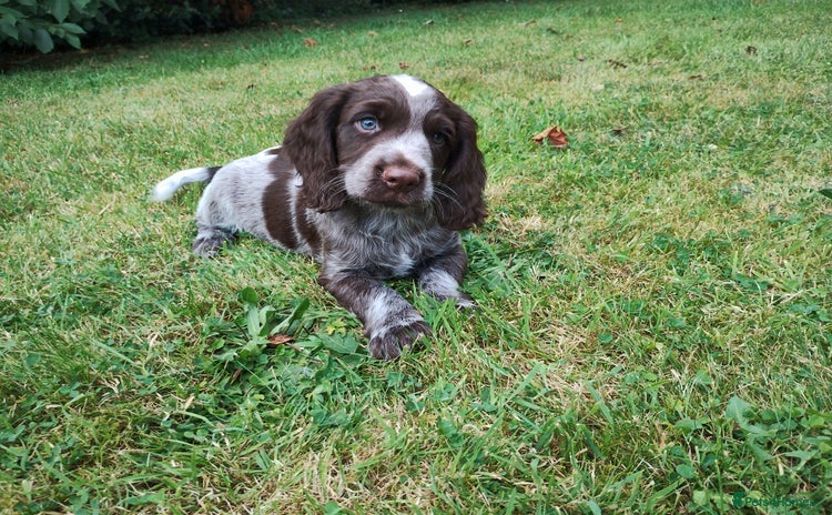 Cocker Spaniel dogs - Advert 3