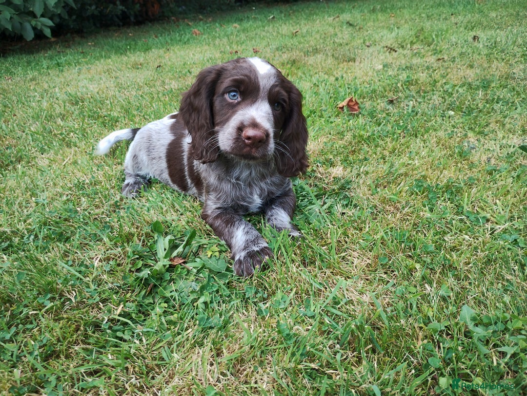 Cocker Spaniel dogs for sale: Cocker Spaniel Puppies - Image 2