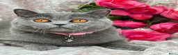 British Shorthair cats for sale: Loving, beautiful BSH blue girl - Advert 1