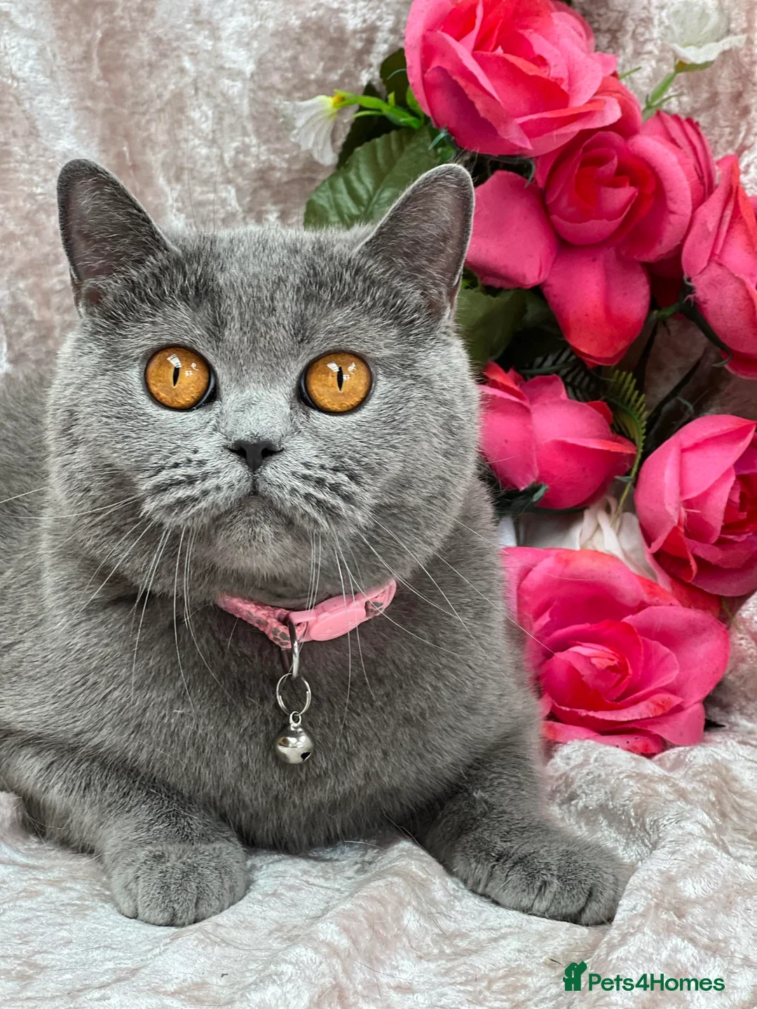 British Shorthair cats for sale: Loving, beautiful BSH blue girl - Advert 1