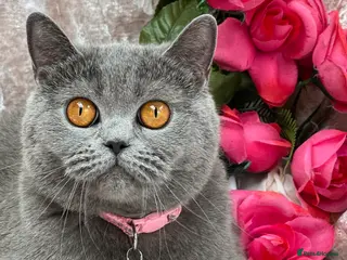British Shorthair cats Loving, beautiful BSH blue girl - Advert 1