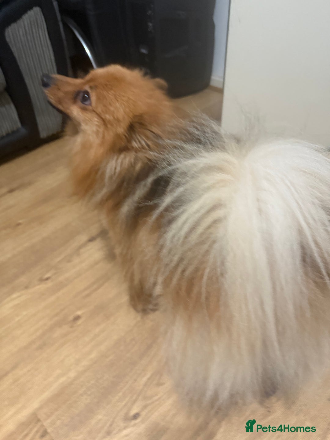 Pomeranian dogs for sale: Pomeranian for sale  - Advert 2