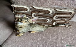 Chausie cats for sale: Savannah x chausie  - Image 5