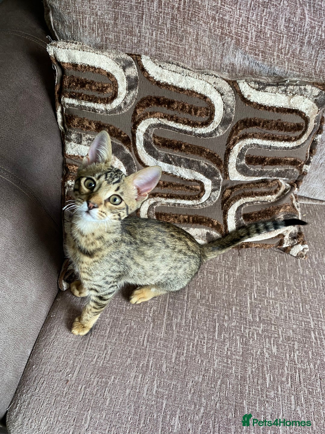 Chausie cats for sale: Savannah x chausie  - Image 5