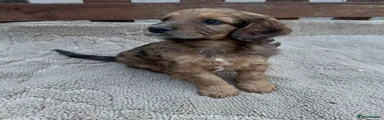 Cockapoo 2