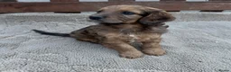 Cockapoo dogs for sale: F1 cockerpoo puppies  in Sittingbourne - Advert 14