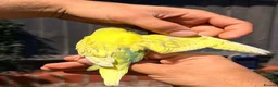 Budgerigars birds for sale: Beautiful Hand-Reared Baby Budgies — - Advert 15