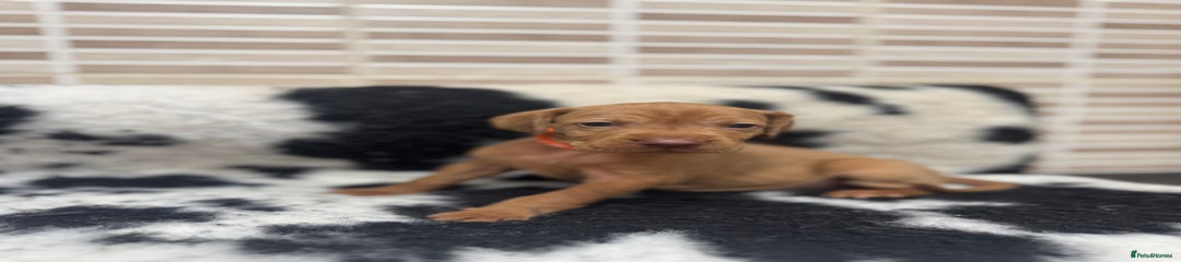 Hungarian Vizsla Puppy 8