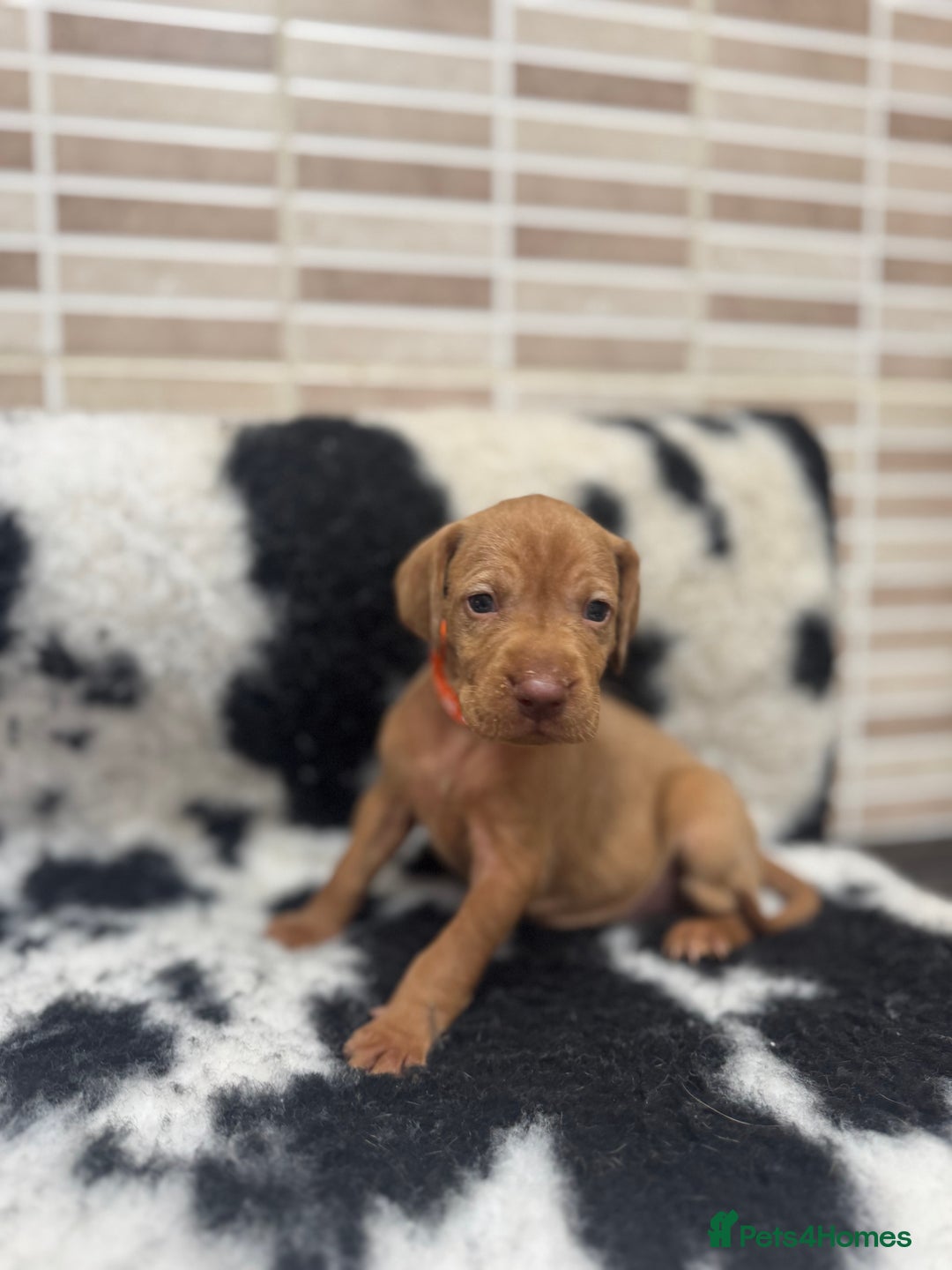 Hungarian Vizsla dogs for sale: 10 Hungarian Vizsla puppies - 6 boys & 4 girls - Image 6