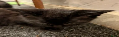 Black female