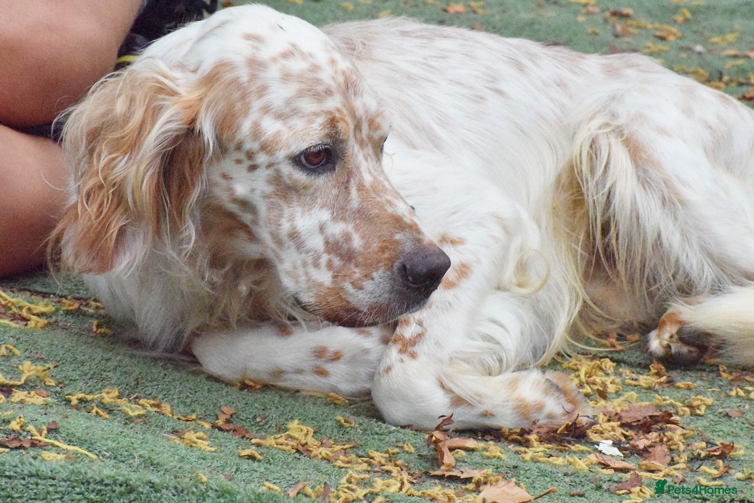 English Setter dogs for adoption: Figo  - Image 9