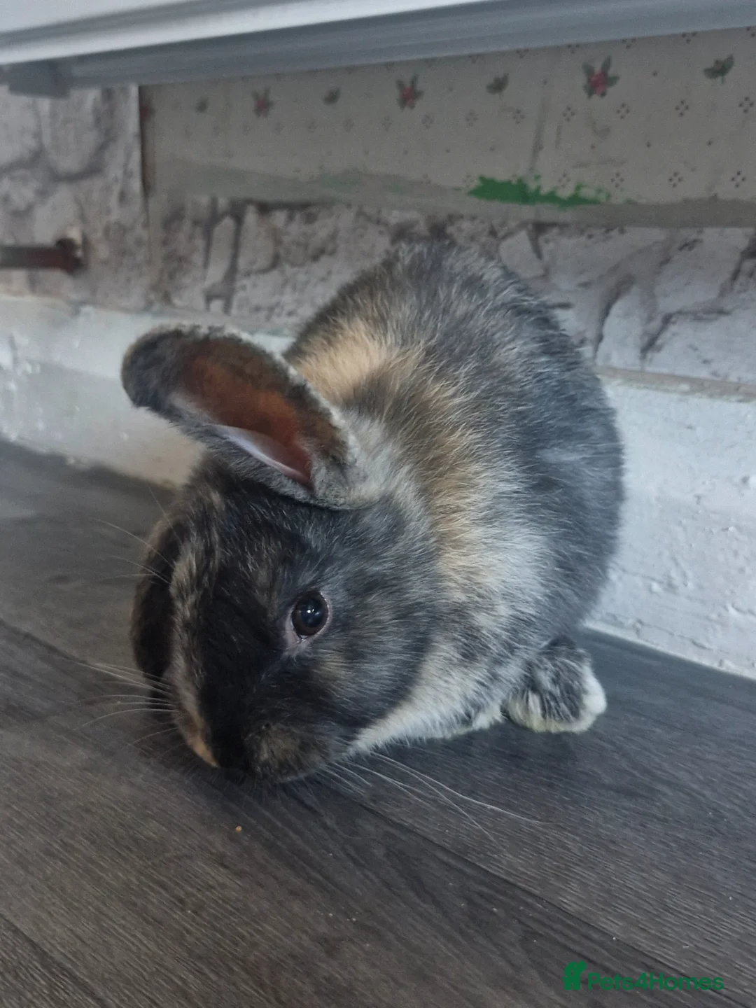Mixed Breed rabbits for sale: Rabbit in Gainsborough - Advert 2