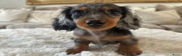 Miniature Dachshund dogs for sale: Miniature Long-Haired Dachshund Puppies in Plymouth - Advert 4