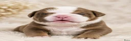 English Bulldog dogs for sale: Excellent healthy Puppies please read advert - Advert 5