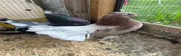 Pigeons birds for sale: Indian fantails - Advert 9