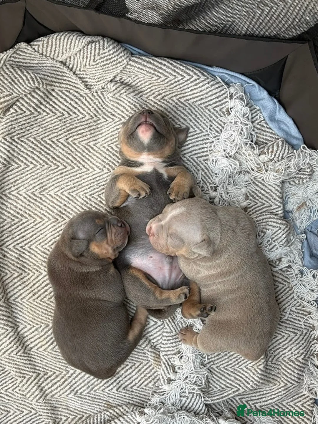 American Bully dogs for sale: POCKET BULLYS PUPPY’S FOR SALE in Bromley - Advert 1