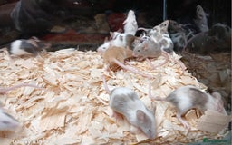 Mouse rodents for sale: Baby Fancy Pet Mice , Females available  - Image 2