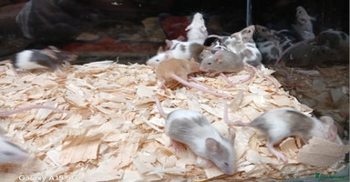 Mouse rodents - Advert 1