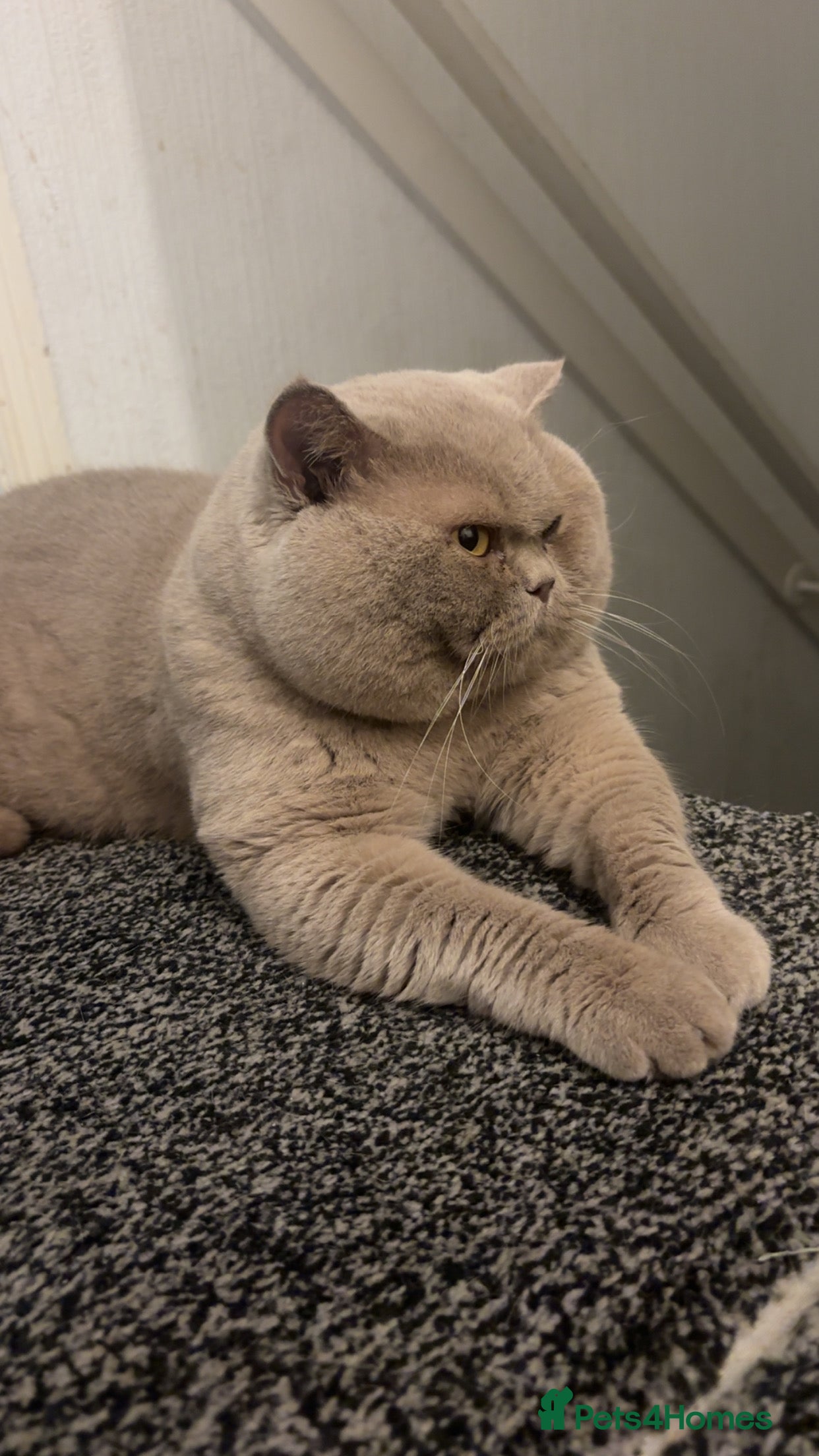British Shorthair cats Lilac bsh stud duties - Advert 10