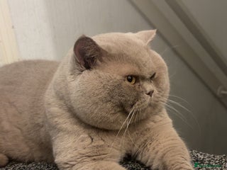 British Shorthair cats for stud: Lilac bsh stud duties - Advert 2