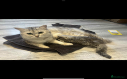 Persian cats for sale: 4 Beautiful Pure Persian Kittens PKD Neg - Image 19