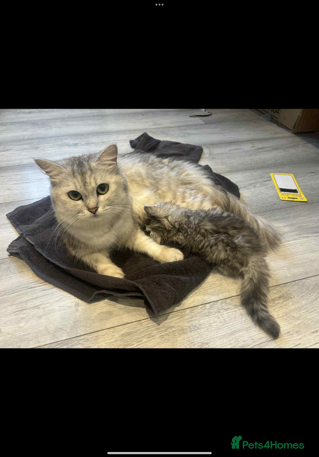 Persian cats for sale: 4 Beautiful Pure Persian Kittens PKD Neg - Image 19
