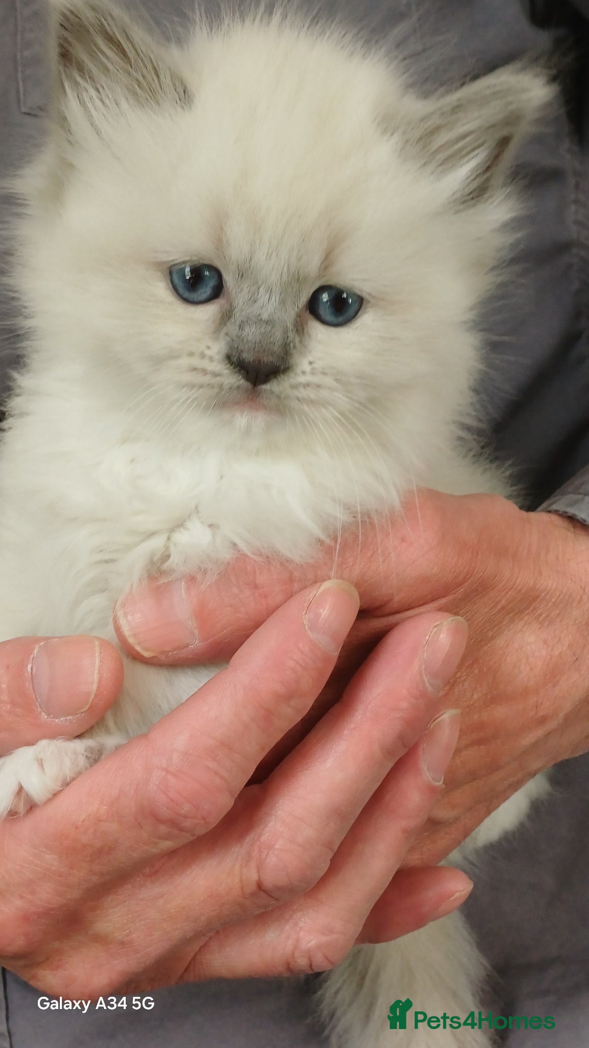 Mixed Breed cats Persian ragdolls. - Advert 13