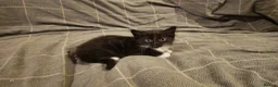 Mixed Breed cats for sale: 3 kittens are looking for new home  - Advert 3