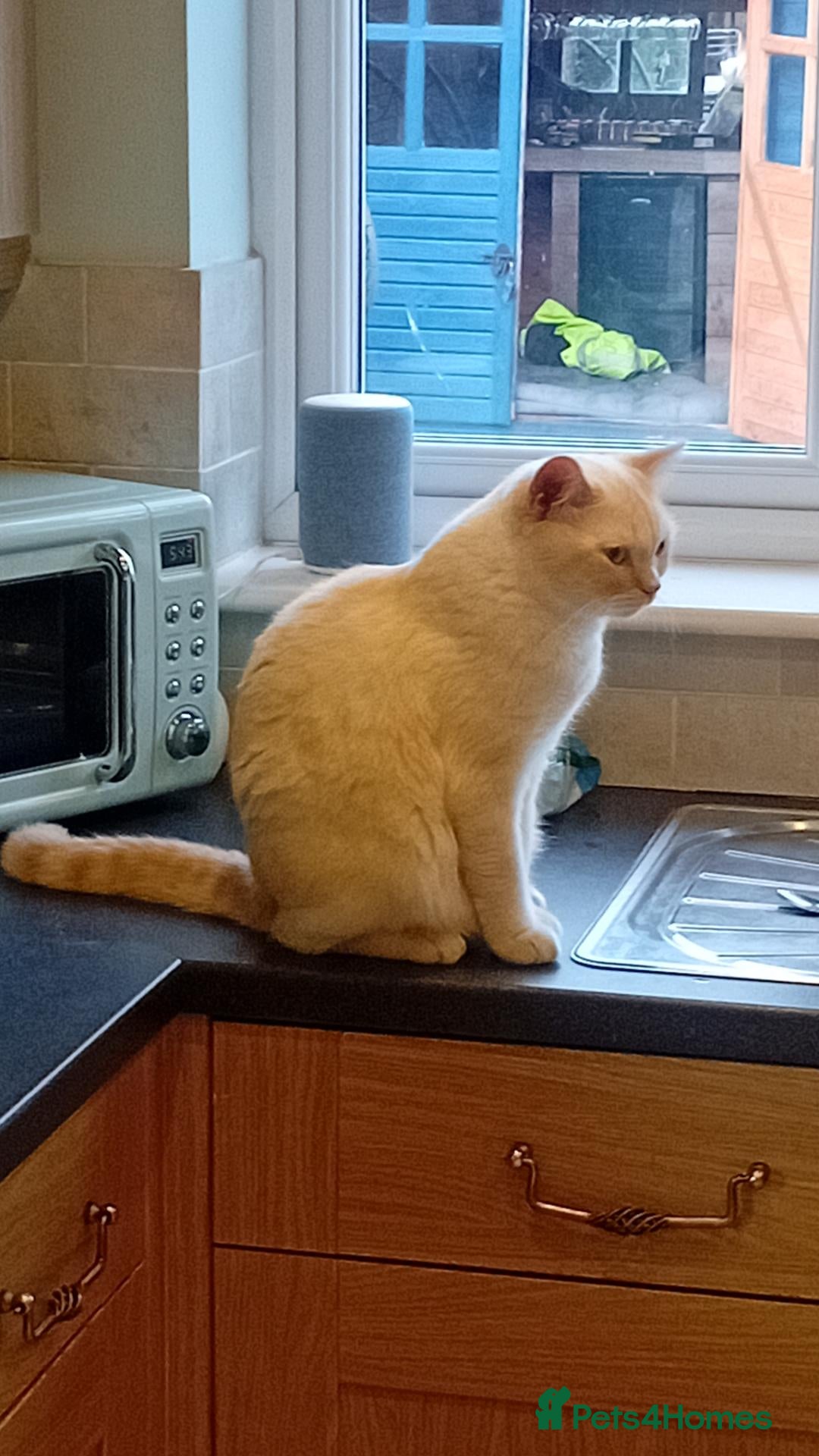British Shorthair cats Red point collar shorthaired - Advert 1