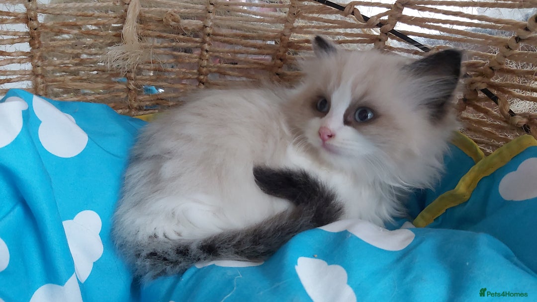 Ragdoll cats for sale: RAGDOLLS BICOLOUR BOY GIRLS BLUE EYES READY NOW  - Advert 26