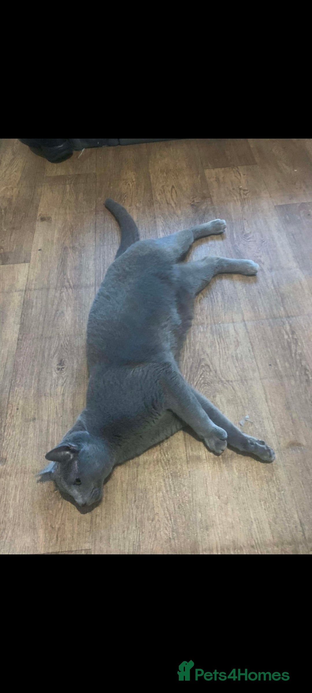 Russian Blue cats for sale: Russian blue acctive  - Advert 7