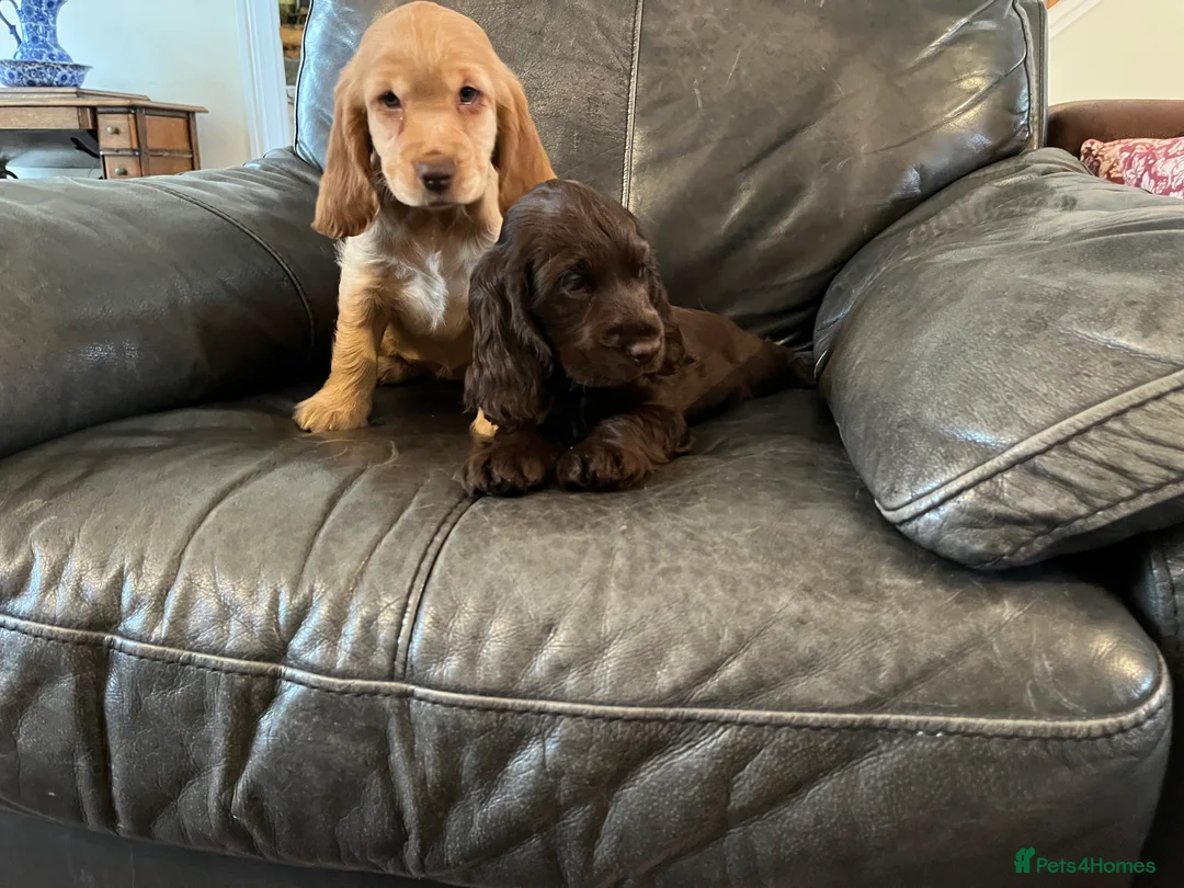 Cocker Spaniel dogs for sale: Health tested KC show type cocker 🐶 ⭐️  - Advert 8