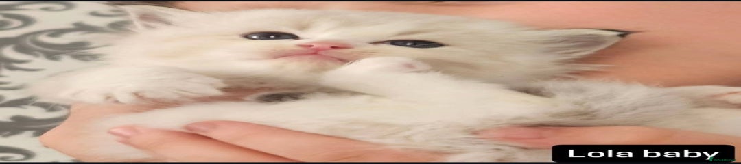 Ragdoll Kitten 2