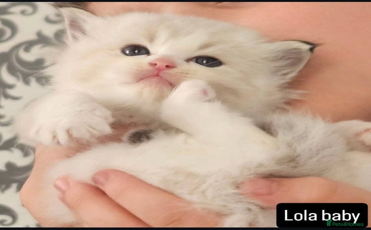 Ragdoll cats - Advert 4