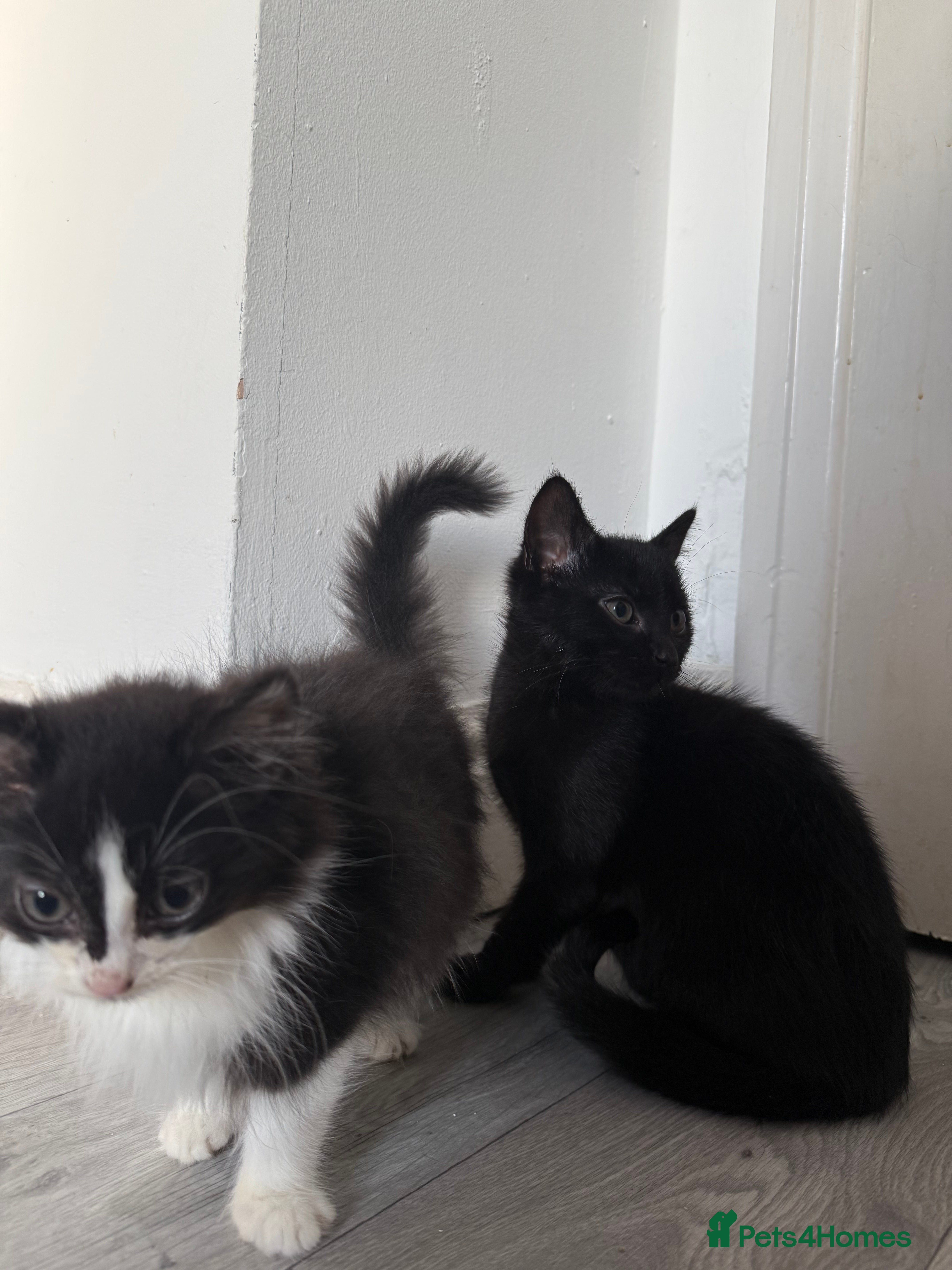 Mixed Breed cats Two male kittens for sale - Advert 13