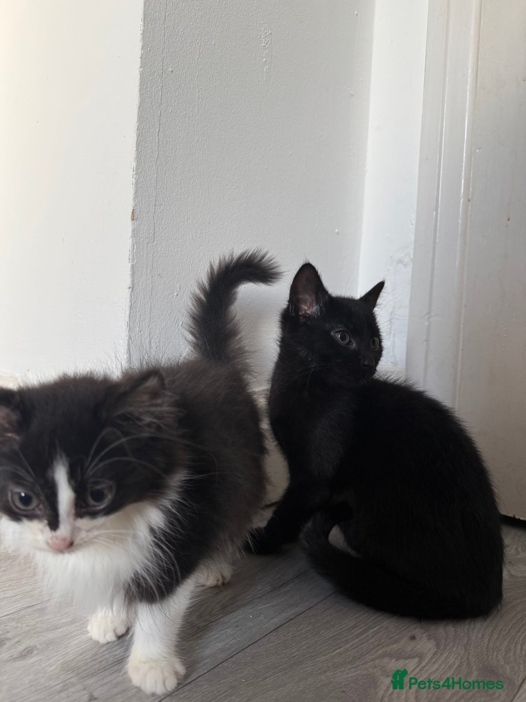 Mixed Breed cats for sale: Two male kittens for sale - Advert 1